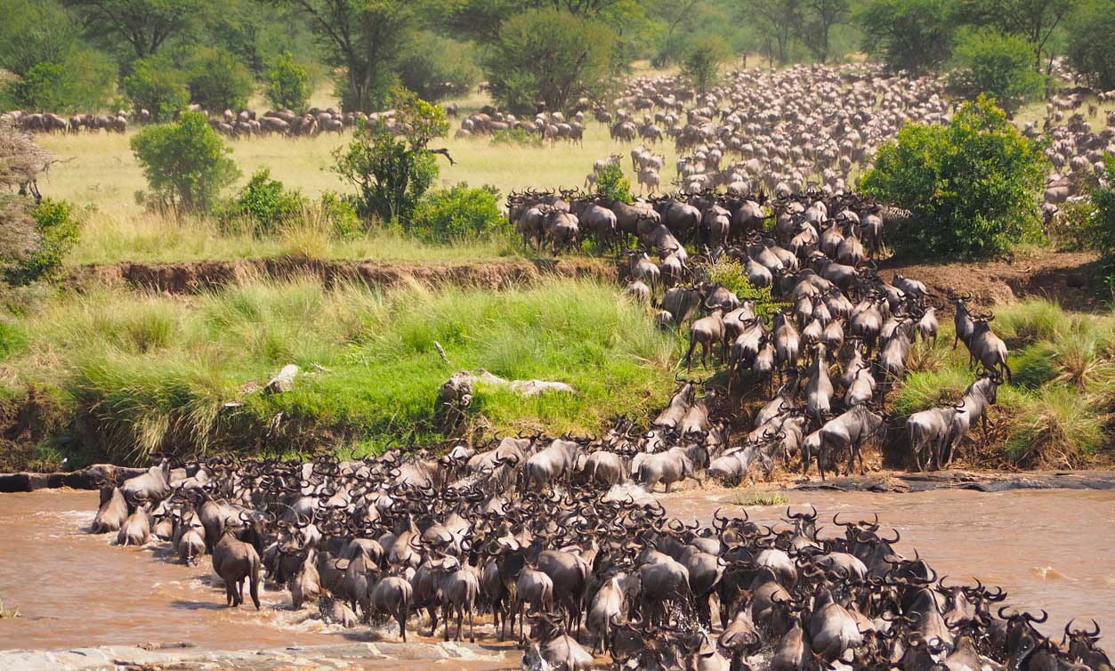 6 days tanzania wildebeest migration safari